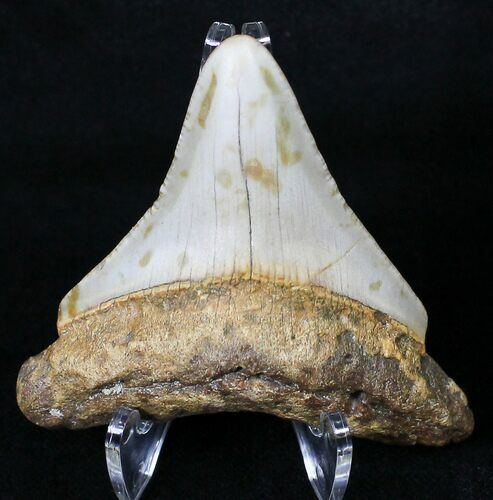 Juvenile Megalodon Tooth - North Carolina #18608